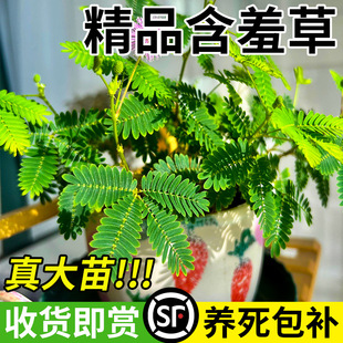 New Shy Grass Pot Indoor Fun Shy Grass Balcony School Kinde