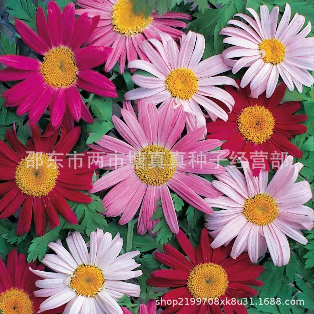 Chrysanthemum seeds have good insecticidal and mosquito rep