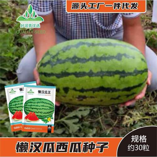 Lazy Melon King Flower Skin Xinong No.8 Large Fruit Flower