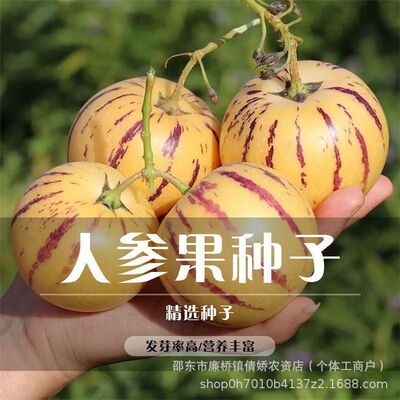 人参果种子种人生果种子盆圆果种