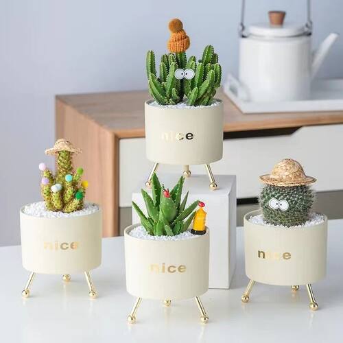 SucculentPotGreenPlantsCa