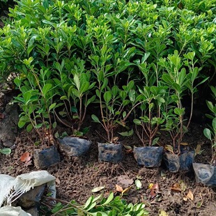 New Maojuan Rhododendron Western Cuckoo Engineering Seedlin