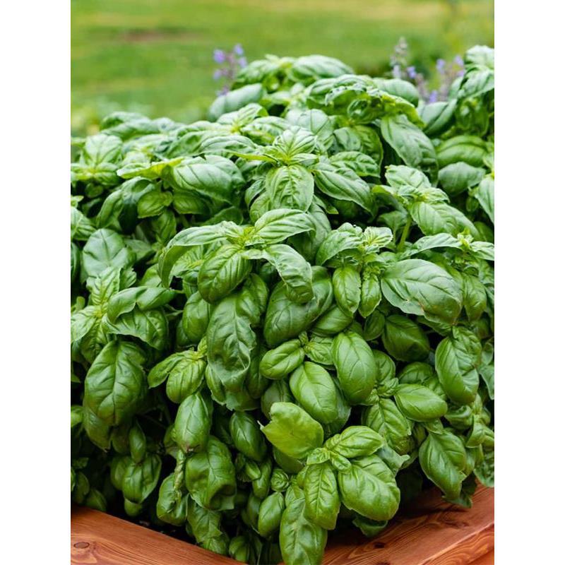 Sweet Basil Seed Italian Sweet Basil Seed Saint Joseph's Gr