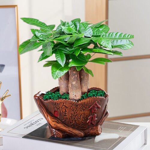Fortunetreepotplantsindoo