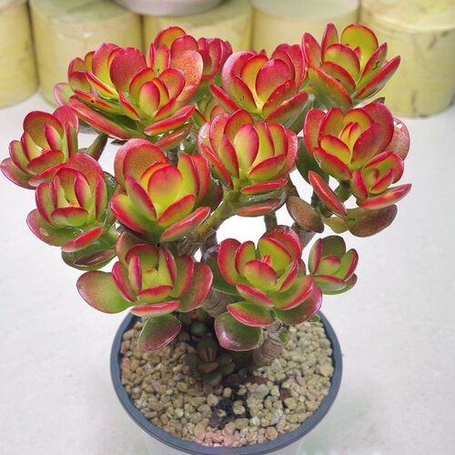 RedFlowerYushuOldPileSuc