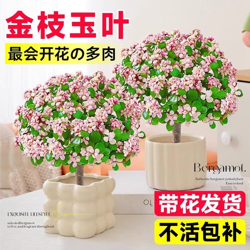 金枝玉叶盆造型多肉植物雅乐之舞