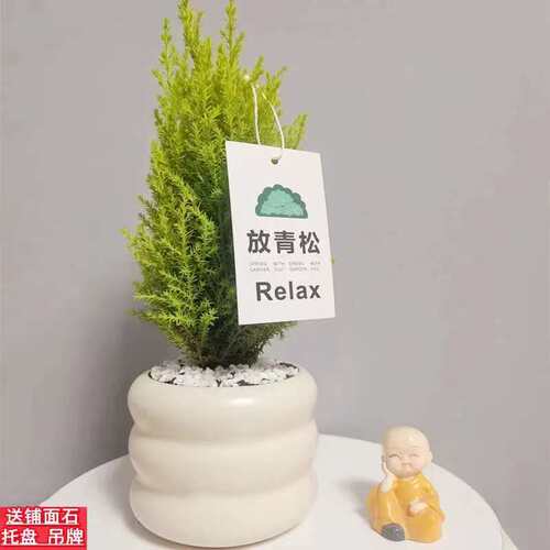 NewstylesmallpinebasinCh
