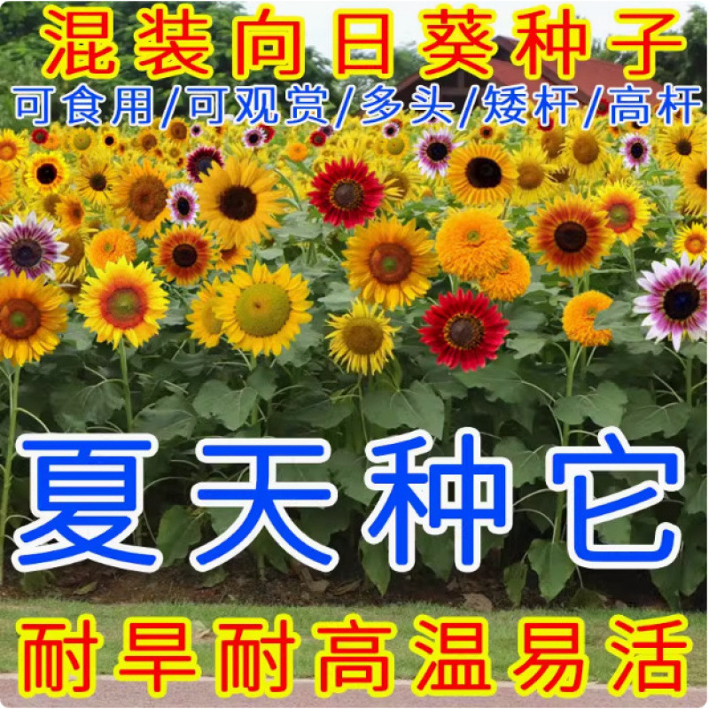 Sunflower seeds, solitary flower seeds, dwarf seeds, four s