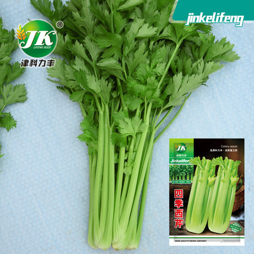 New Celery, Celery, Crispy and Tender Vegetable, Vegetable,