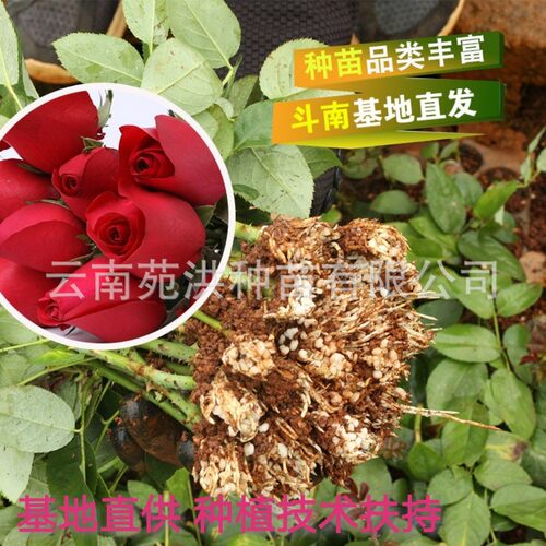 YunnanFreshFlowersSmallSe