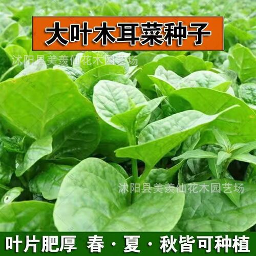 New wooden ear vegetable pot balcony plant climbing vine ve