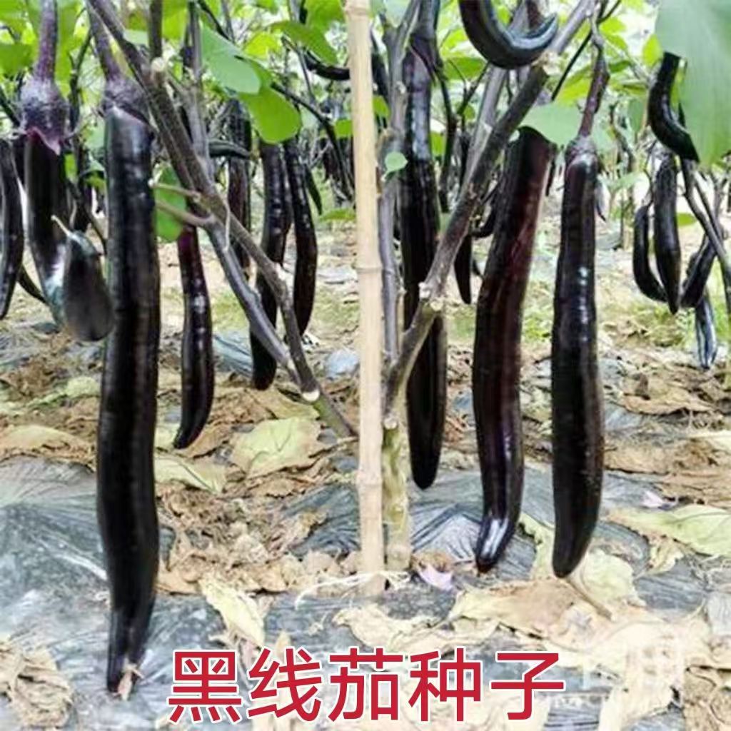 Black line eggplant seeds Black long eggplant Black purple