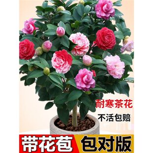 Feicha flower pot with flower buds, five colors, Red Dan Mo