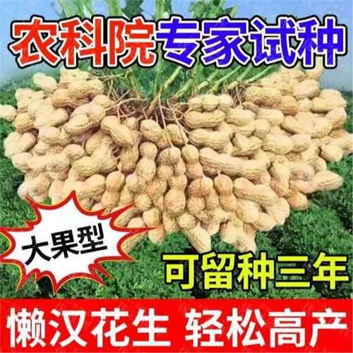 New Super Sea Flower No.1 Large Peanut New Thin Skin Early