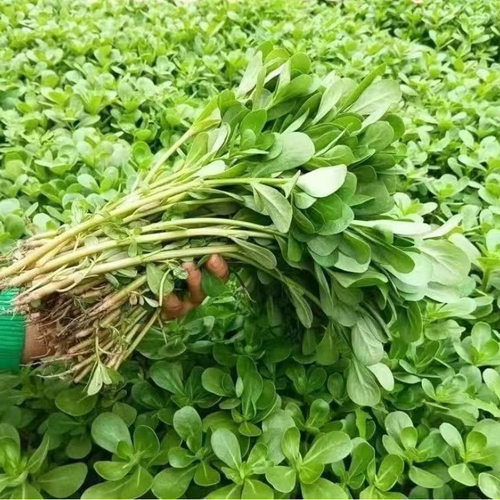 Purslane, newly produced wild vegetable, edible Purslane, L