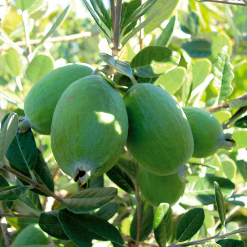 NewstyleFijifruitbalcony