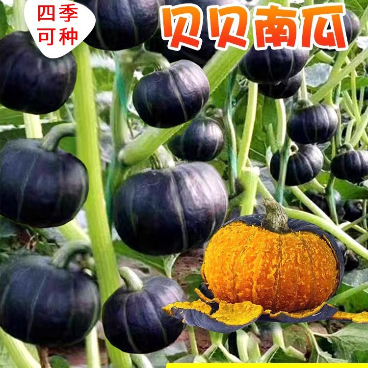 Green Beibei Pumpkin Seed Authentic Chestnut Flavor High Yi
