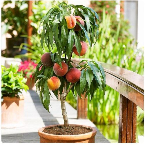 Peachearlymaturingpeachtr