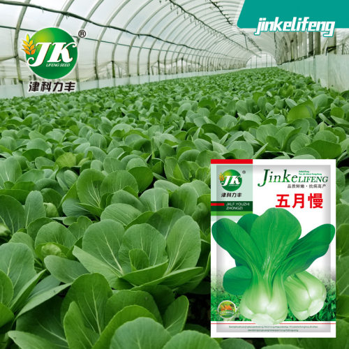 May Slow Green Cabbage Green Stem Vegetable Easy Rapeseed V