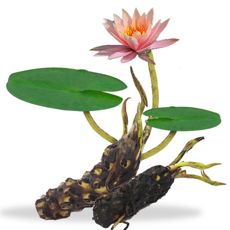 Water lilies, lotus flowers, hydroponic plants for air puri