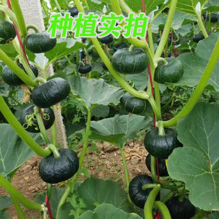 Mini Green Baby Pumpkin Seeds Chestnut Pumpkin Seeds Four S