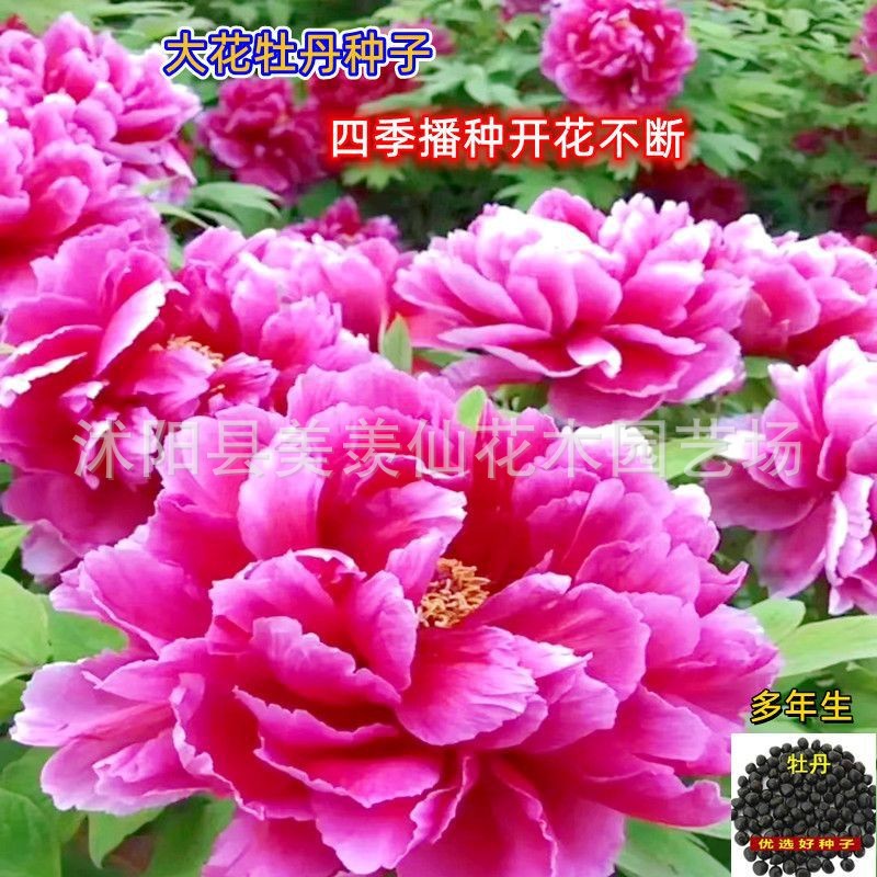 E-commerce peony seeds. Peony seeds are constantly planted