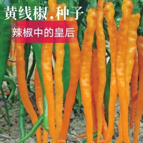湖南黄线椒种子黄贡辣椒黄椒籽黄