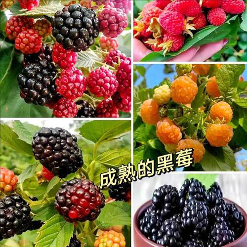 黑红树莓种子耐热耐冻覆盆子乌泡