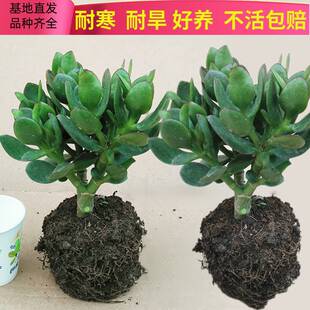 Pot old stake with red border, Yushu sapling, boutique succ