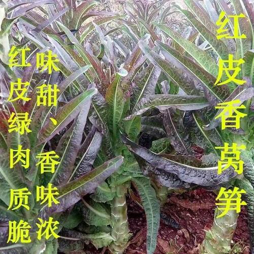 Hanging silk red lettuce, red skin green meat lettuce seaso