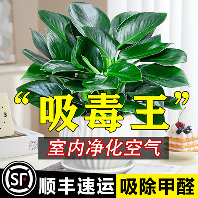 NewPotPlantsIndoorGreenP