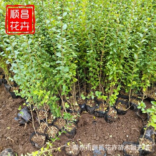 New Small Leaf Ligustrum, Holly Seedlings, Greening Seedlin