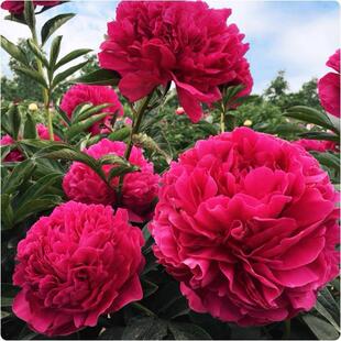 Peony seedlings with roots, balcony pots, fresh flowers, pe