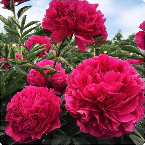 Peonyseedlingswithrootsba