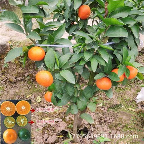 Springsawseedlingsrakerak