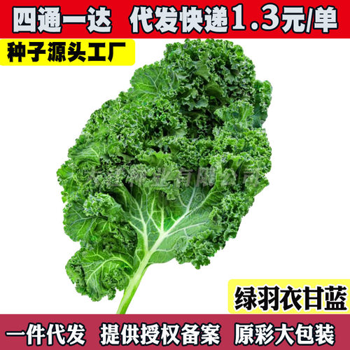 New Purple Vegetable Edible Cold resistant Pot Balcony Kale