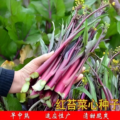 New Red Sweet Cabbage Heart Balcony Pot Early maturing Gree