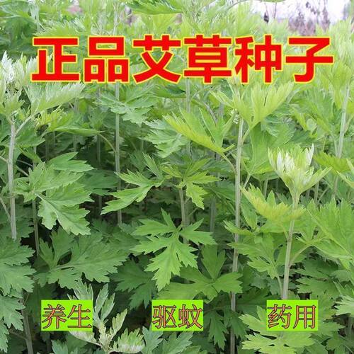 Edible mugwort, medicinal mugwort, wild mugwort leaves, big