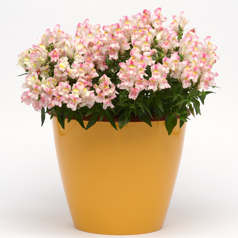 Pan American imported dwarf potted goldfish seed Jinxiu ser