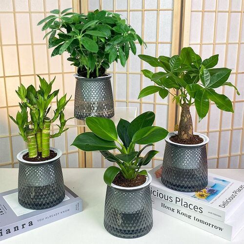 Buyonehairfourgreenplant