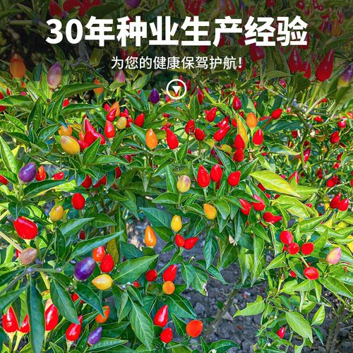 Red line pepper, Chaotian pepper, farmhouse pepper pot, veg