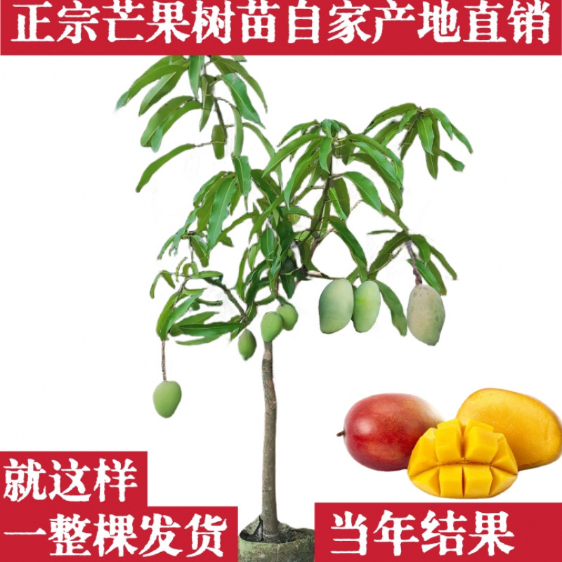 Grafted Mango Tree Seedlings, Extra Large Golden Radiant Ma