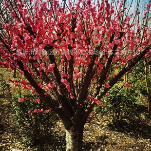 Gu Li Hong Nong Hong Mei Cold resistant and Heat resistant