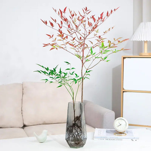 Plantsrealsaplingspotsliv