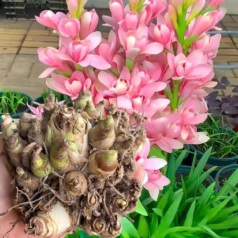 Wanyu Ball Pure White Perennial Root Pot Multi Point Easy t - 实物图