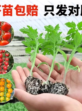 Four season small tomato seedlings potted balcony dwarf big