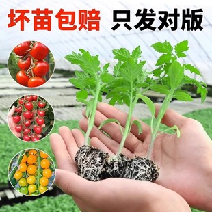 Four season small tomato seedlings potted balcony dwarf big