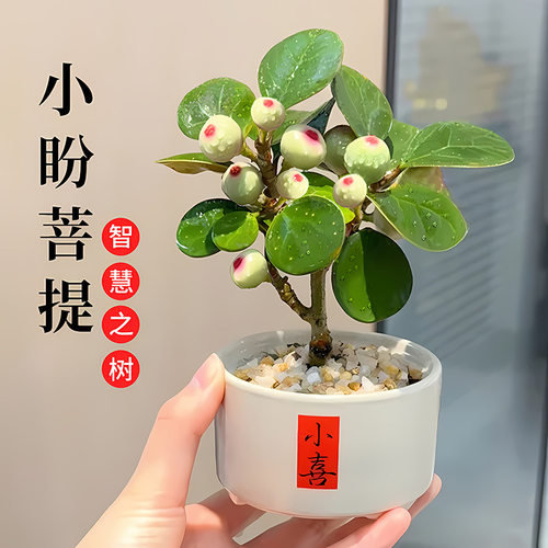 AChineseZendesktopdecorat