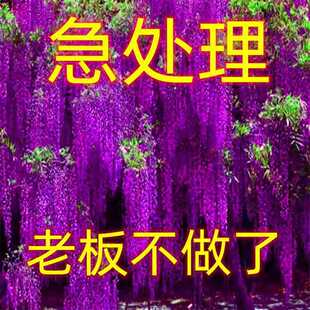 Wisteria saplings, climbing vines, good plants, long spikes