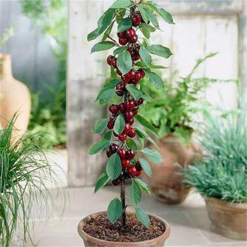 New Late Ripe Kodia Cherry Large Cherry Basin North South P